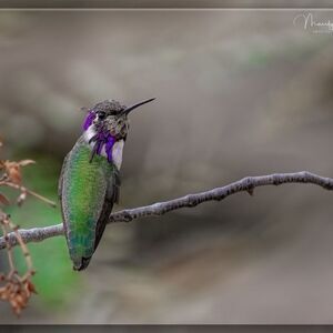 Who doesn't love Hummies?!